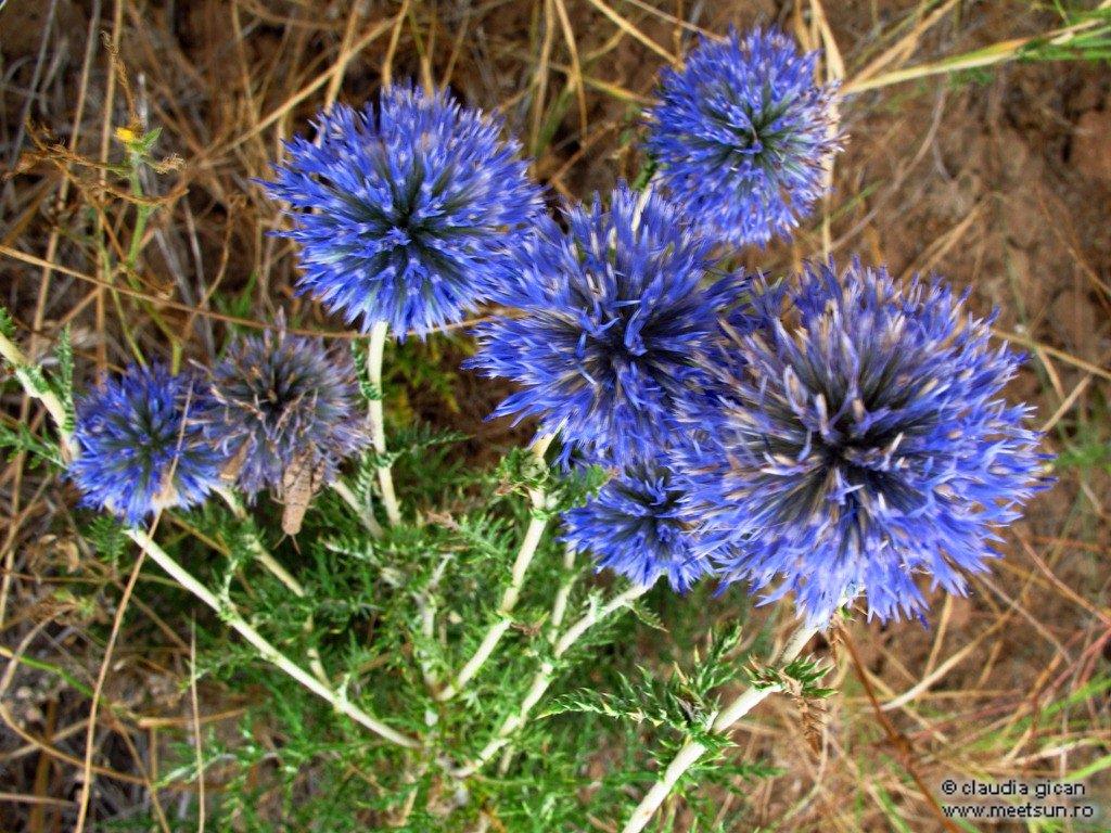 floare albastra Echinops ruthenicus