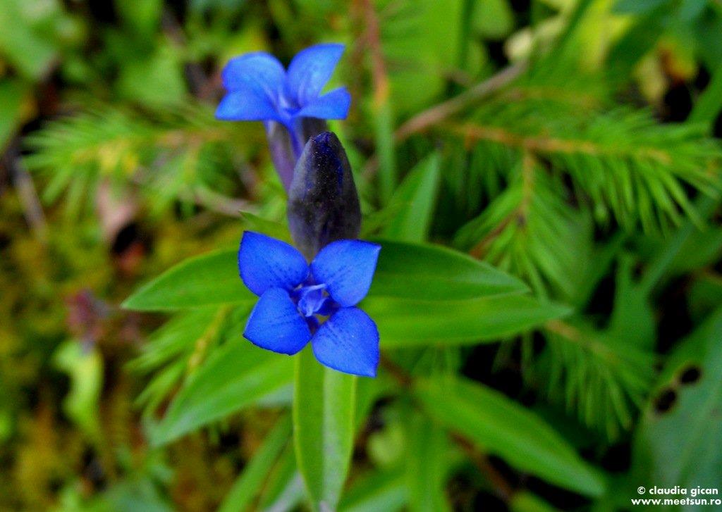 floare albastra - gentiana