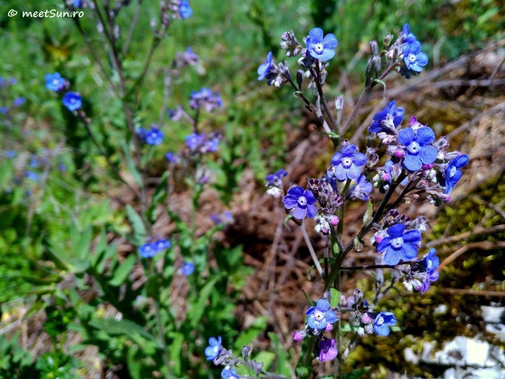 floare albastra
