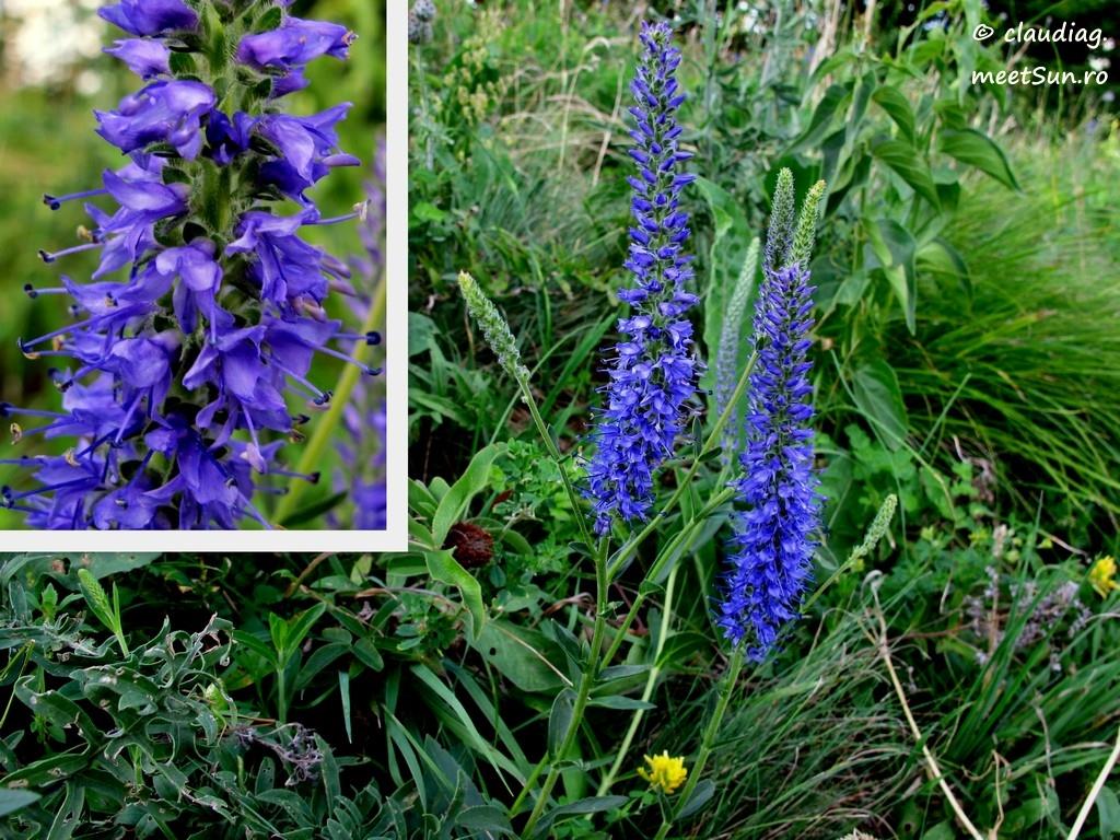 flori albastre - Șopârliță, Veronica