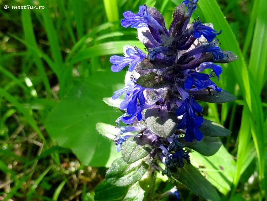 flori albastre - Ajuga reptans