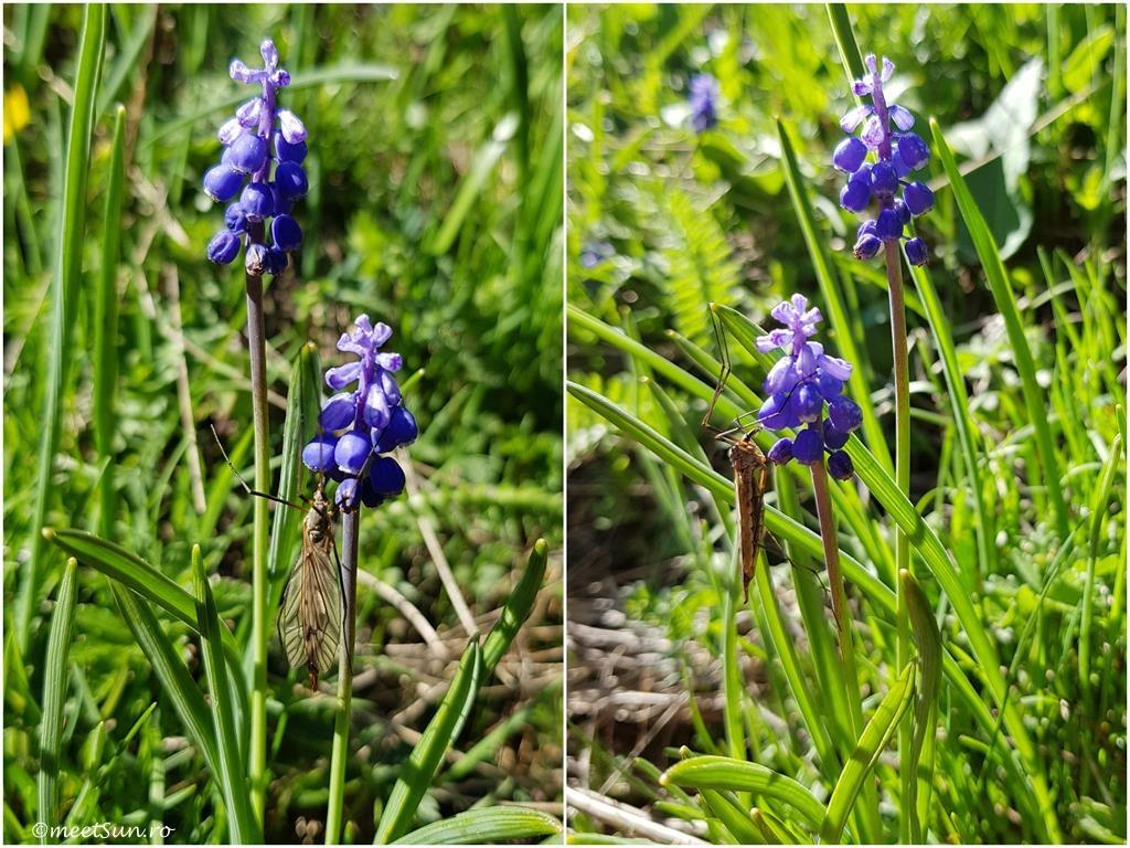 floare albastra - muscari