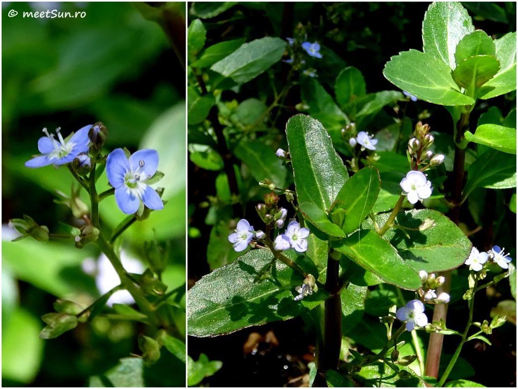 flori albastre - Veronica