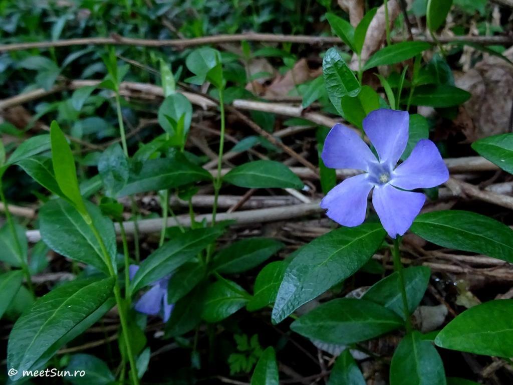 flori albastre - Vinca minor