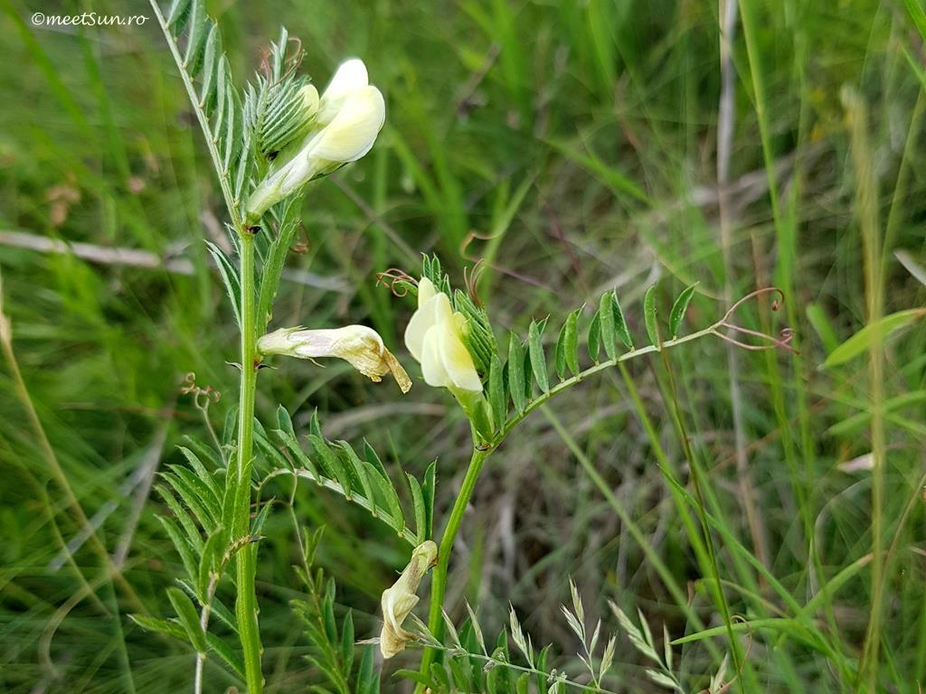 floare alba munte flori albe