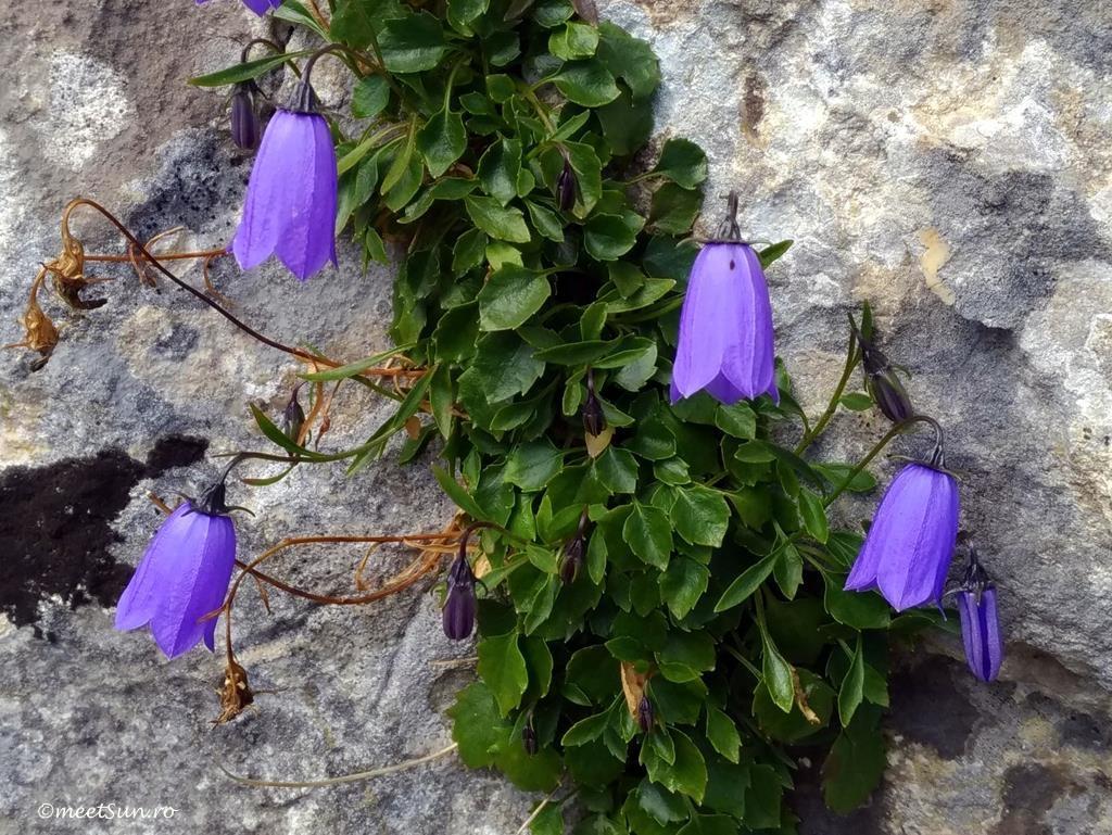 flori mov Campanula cochleariifolia