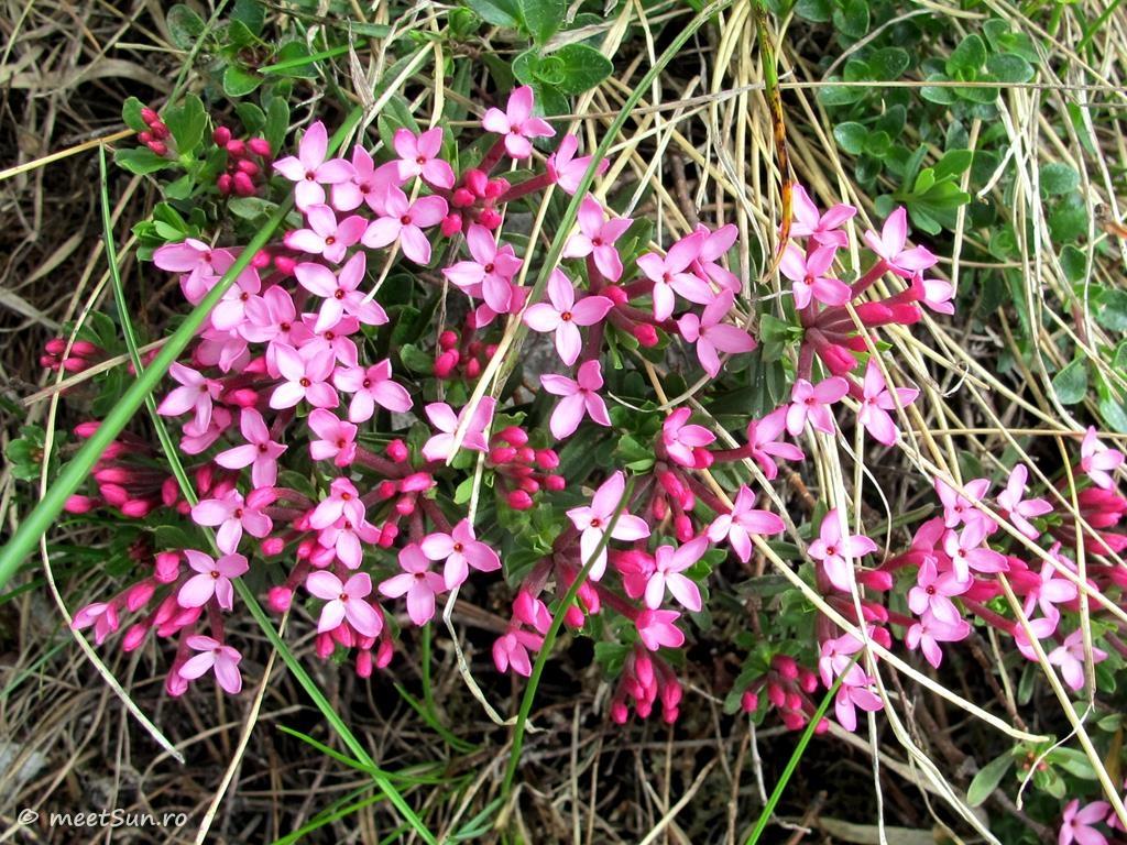 flori-roz-Daphne-cneorum