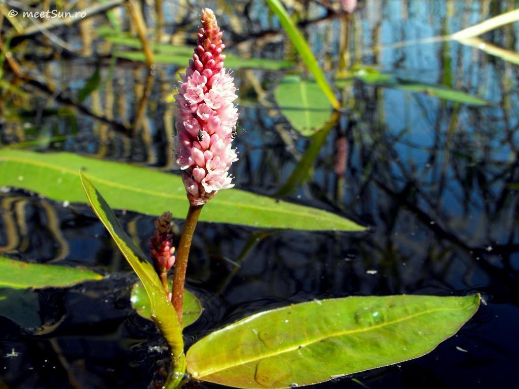 flori-roz-Polygonum-amphibium