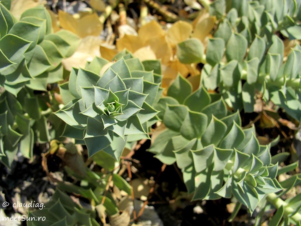 99-Euphorbia-myrsinites