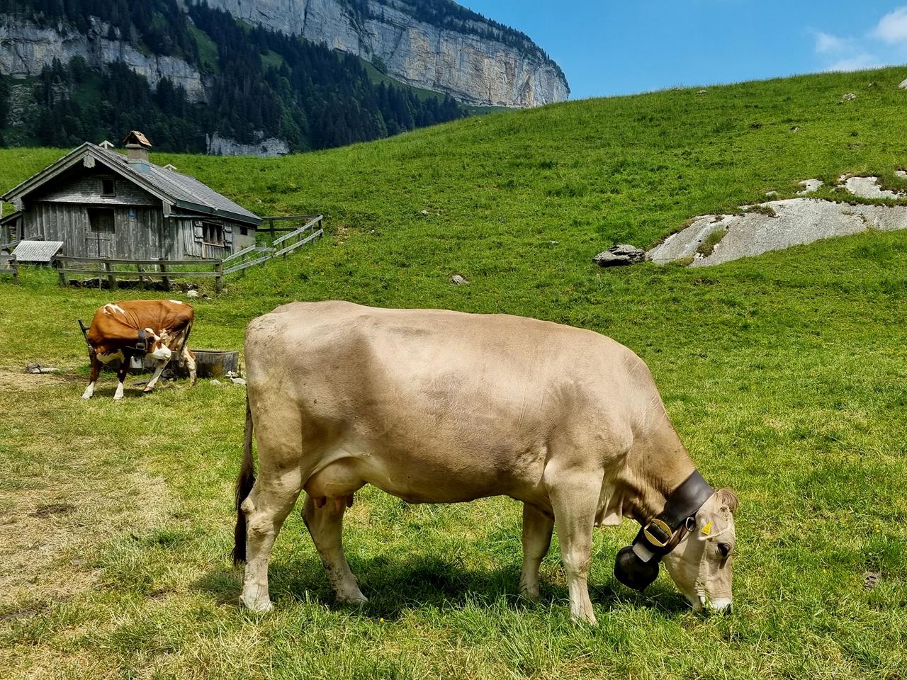 vaci in Alpstein