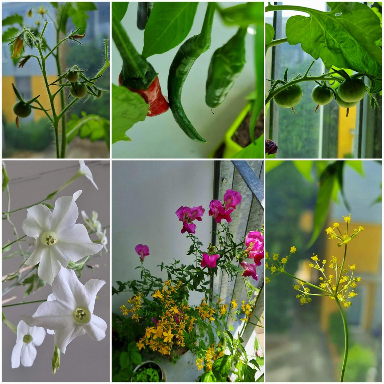 legume si flori pe balcon